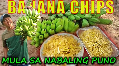 kinantot ang puno ng saging